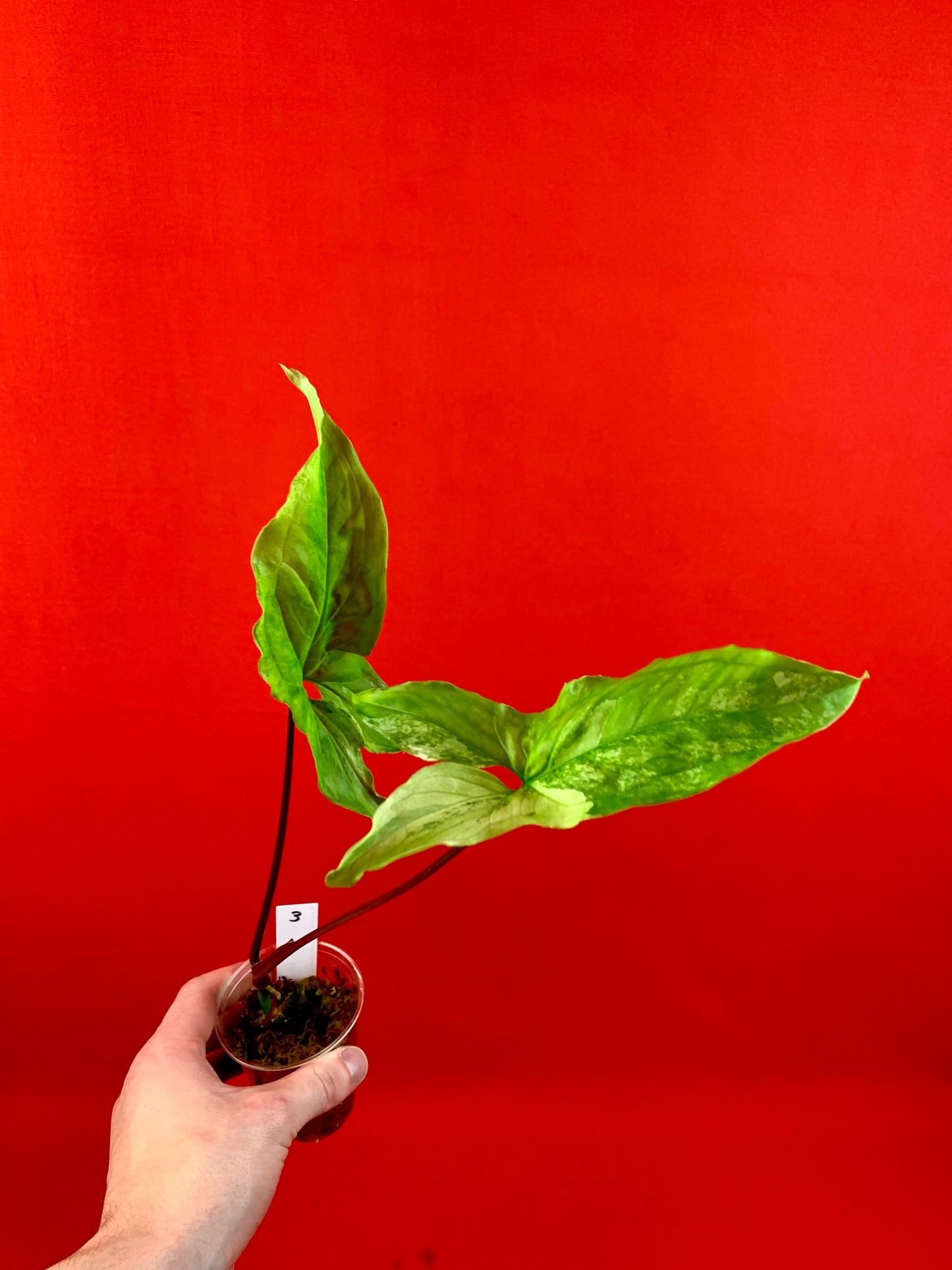 Syngonium Variegata (s)