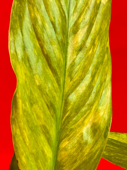 Spathiphyllum Aurea