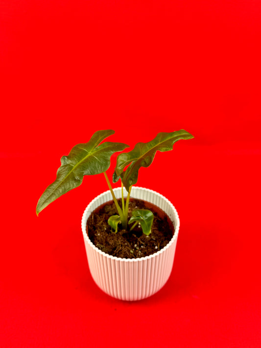 Alocasia Portei - LUplnts