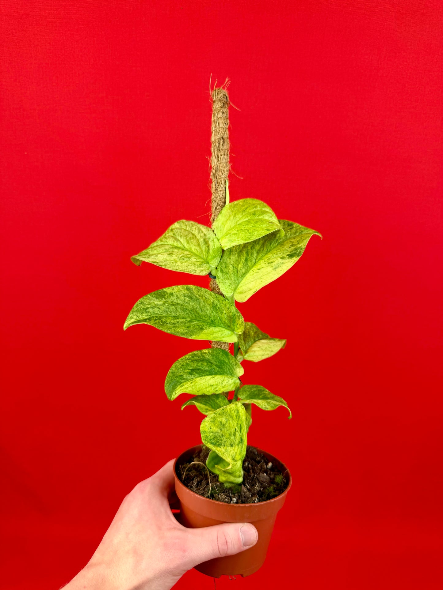 Raphidophora korthalsii ‘Marble‘