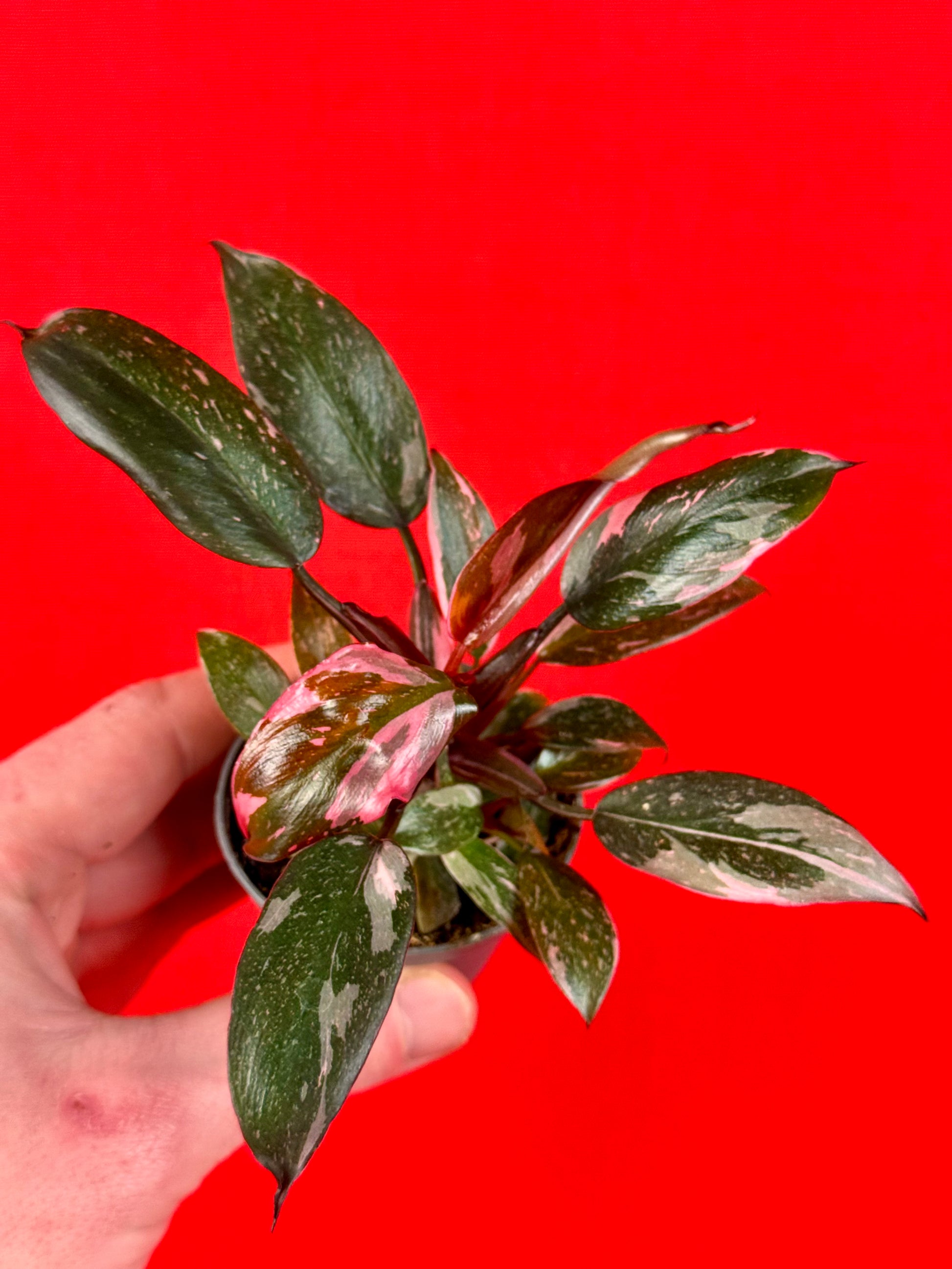 Philodendron Bundle (s) - LUplnts