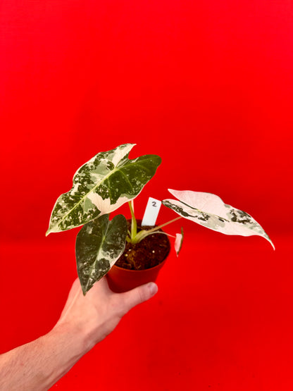 Alocasia micholitziana Frydek Variegata