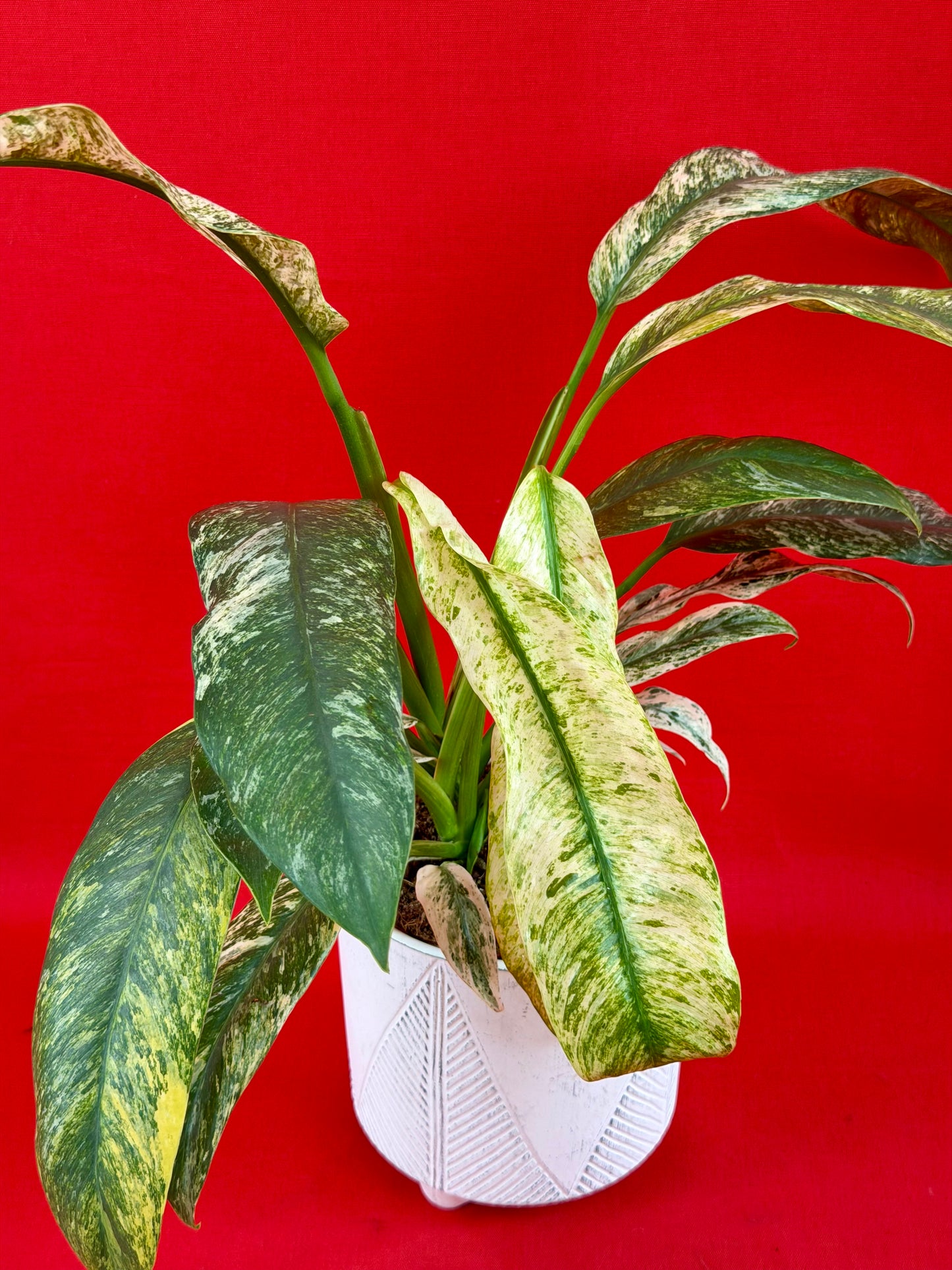 Raphidophora puberula Variegata