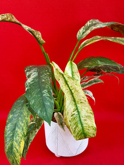 Raphidophora puberula Variegata