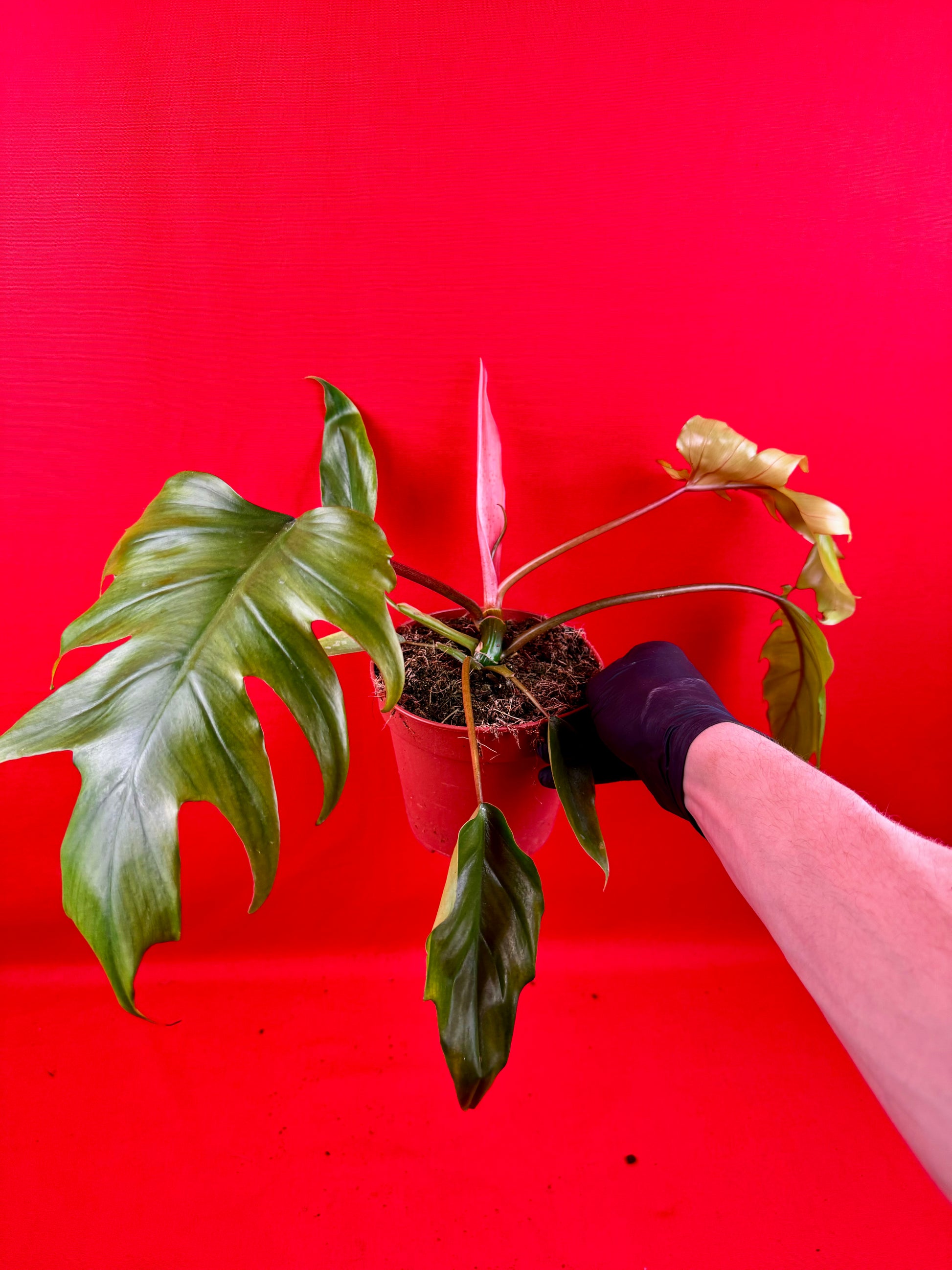Philodendron Mayoi - LUplnts