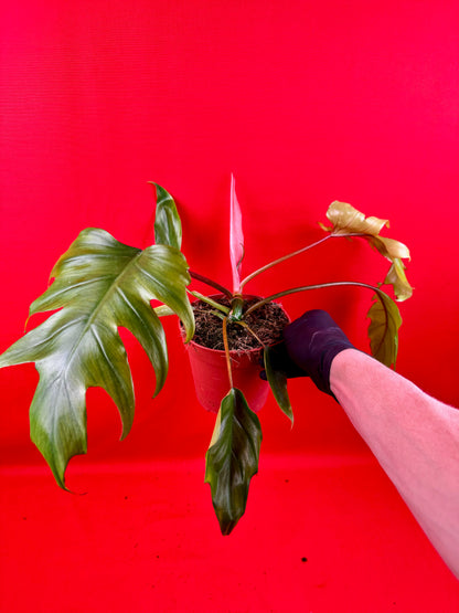 Philodendron Mayoi - LUplnts