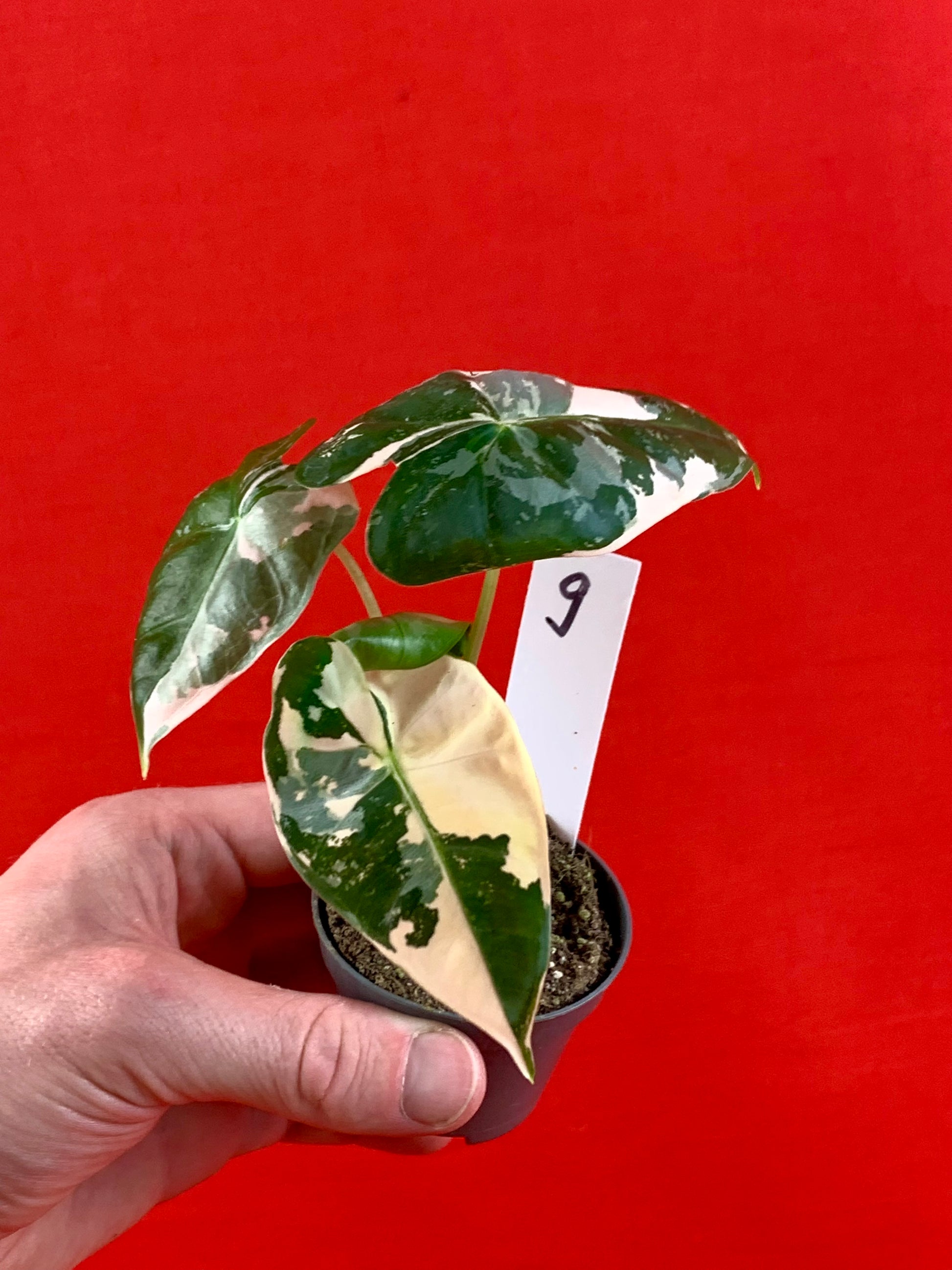 Alocasia micholitziana 'Frydek Variegata' (s) - LUplnts