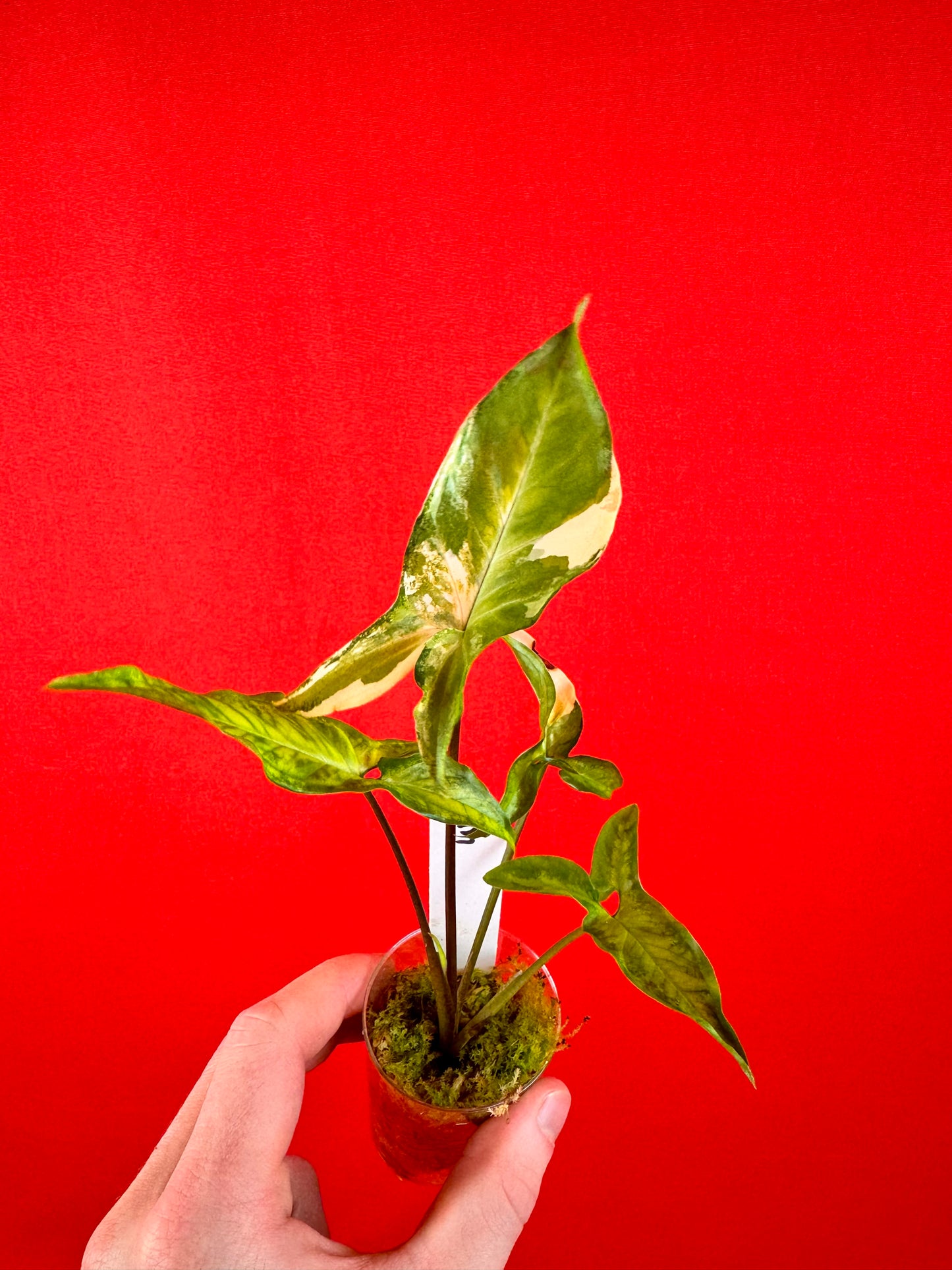 Syngonium Angustatum Variegata (s)