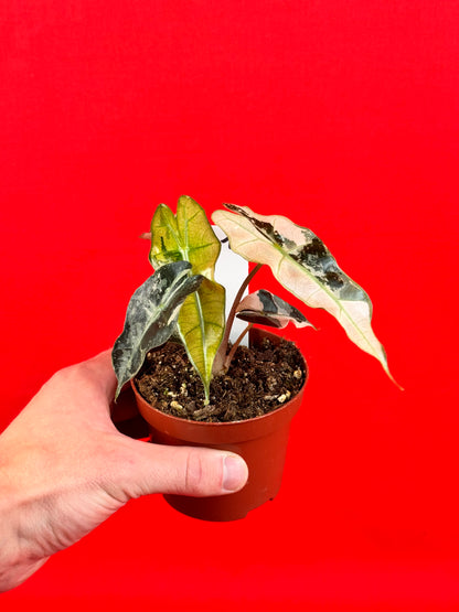 Alocasia Polly variegata