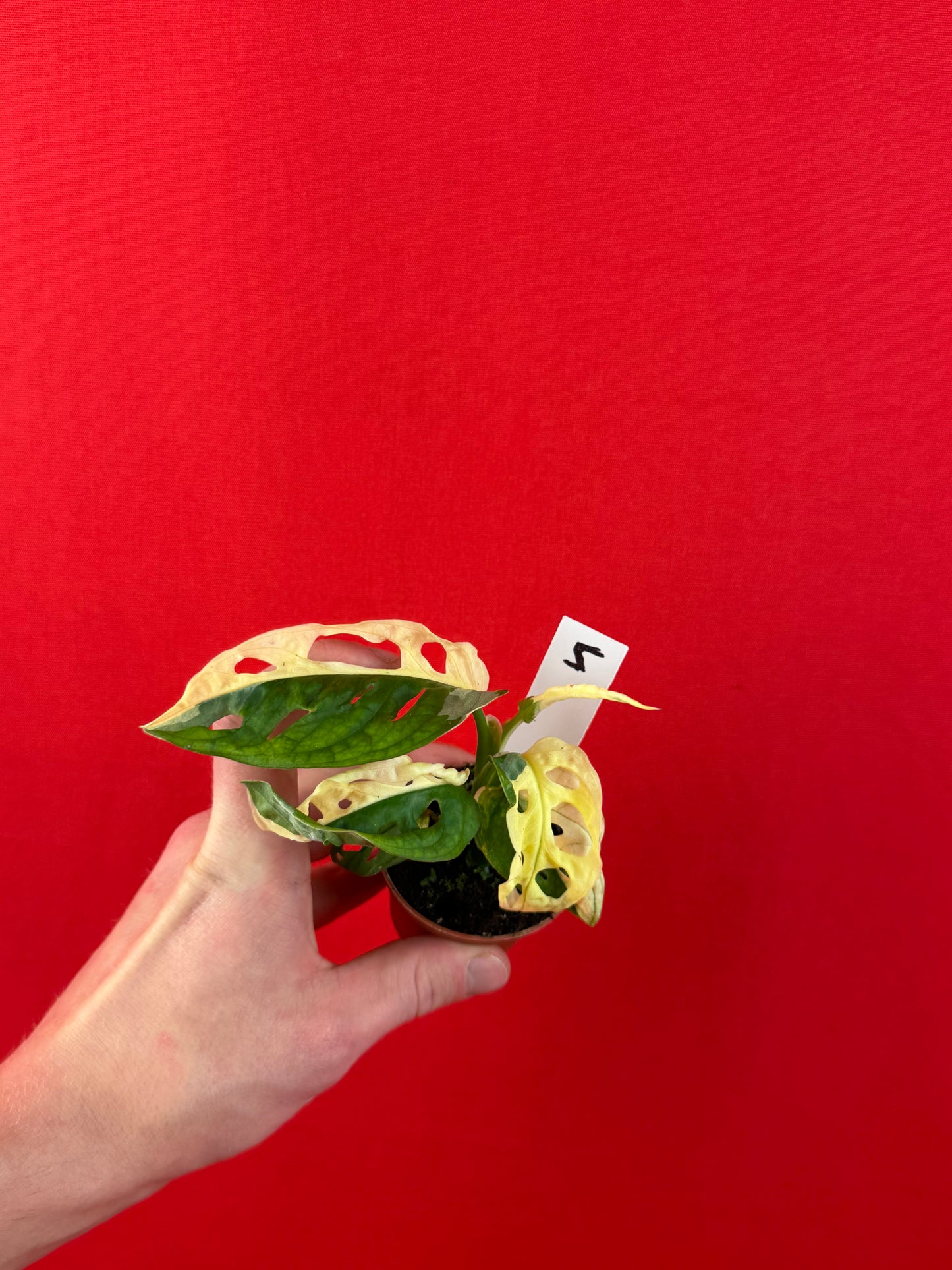 Monstera Adansonii Variegata (s) - LUplnts