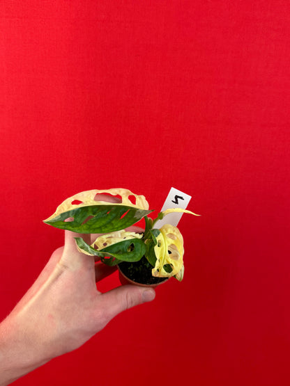 Monstera Adansonii Variegata (s) - LUplnts