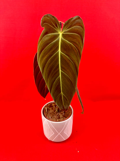 Philodendron Melanochrysum