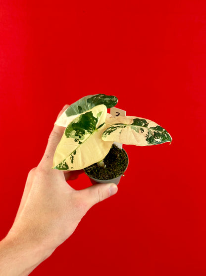 Alocasia micholitziana 'Frydek Variegata' (s)