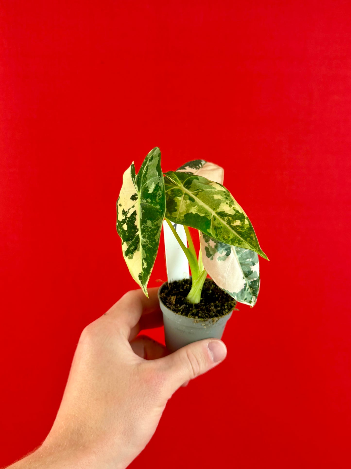 Alocasia micholitziana 'Frydek Variegata' (s)