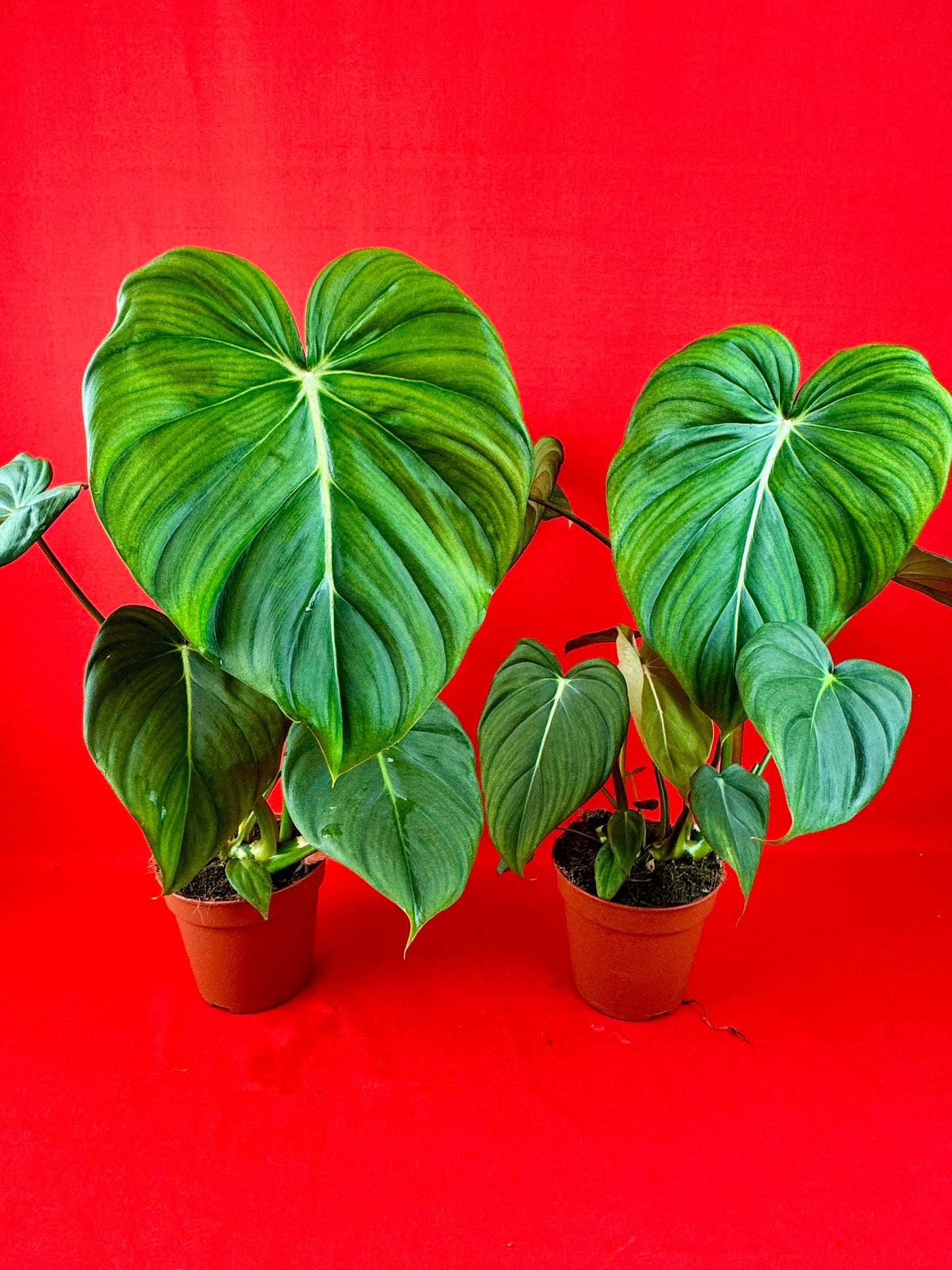 Philodendron Pastazanum