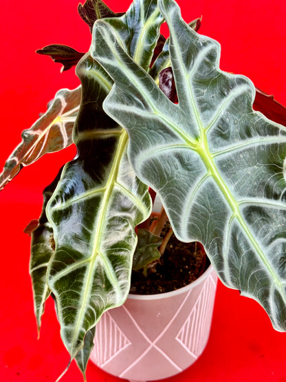 Alocasia Polly