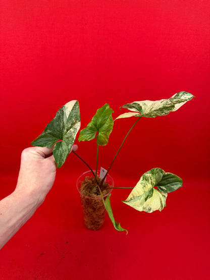Syngonium Variegata (s) - LUplnts