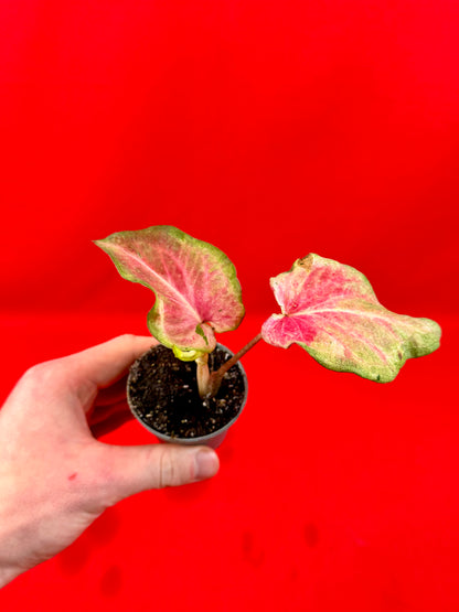 Caladium Bundle (s)