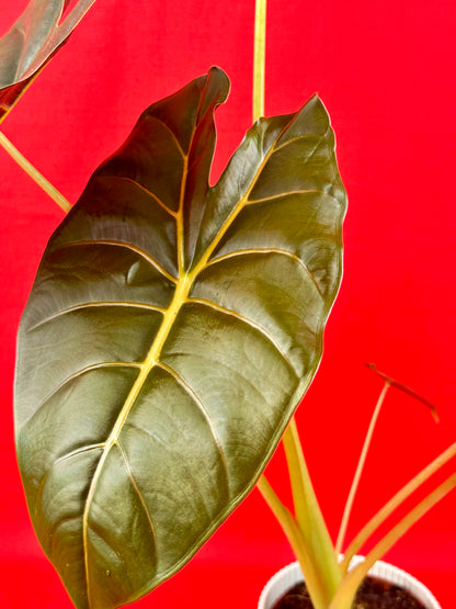 Alocasia Golden Bone