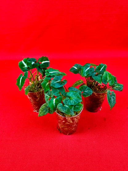 Syngonium Wendlandii (s)