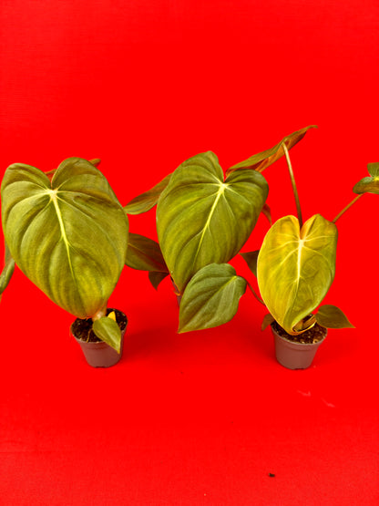 Philodendron pastazanum (s)