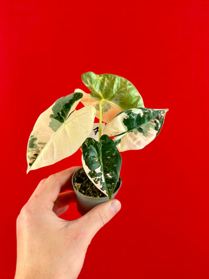 Alocasia micholitziana 'Frydek Variegata' (s)