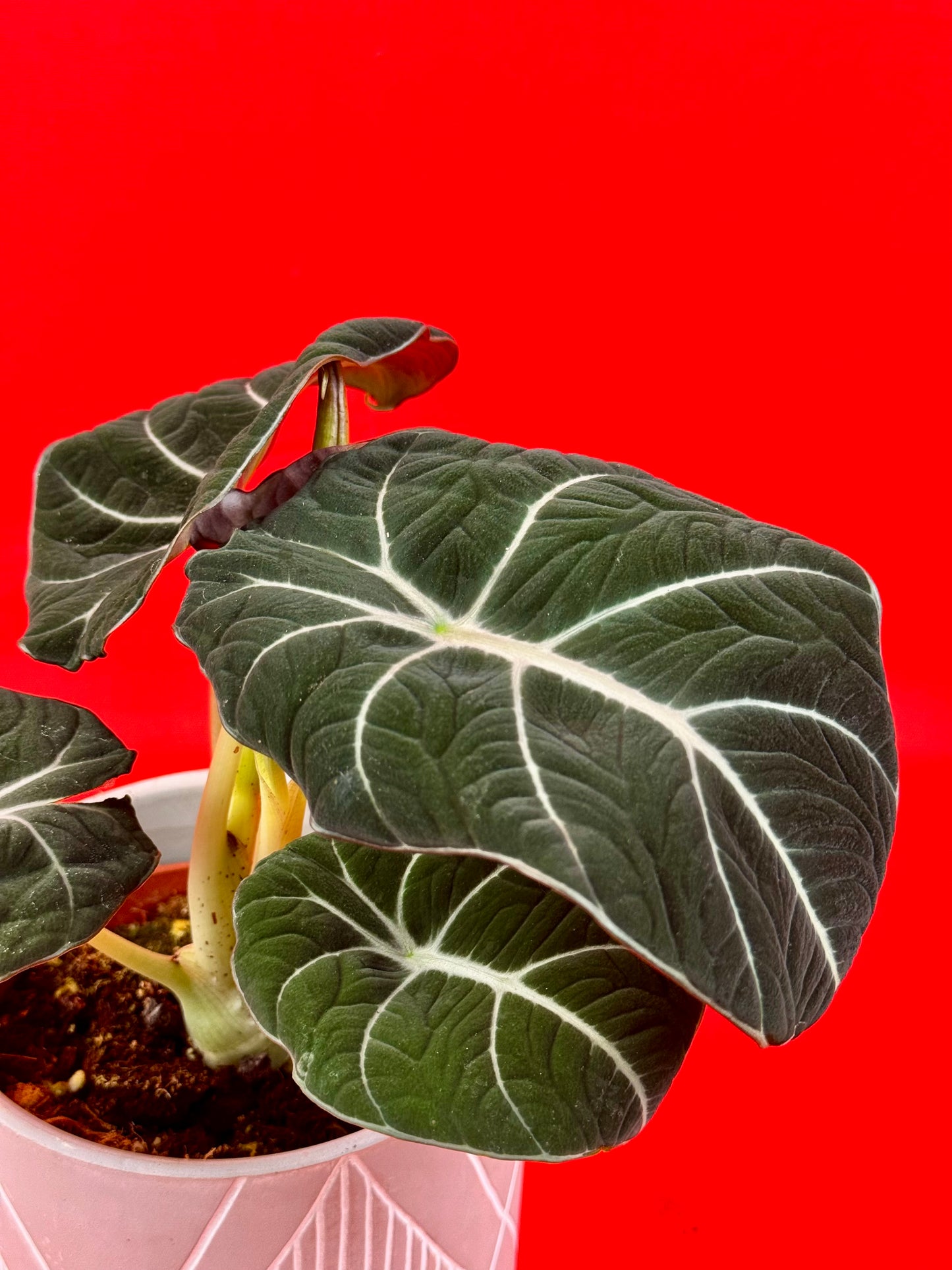 Alocasia Black Velvet