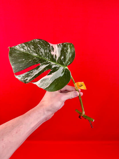 Monstera Deliciosa Variegata (cutting)