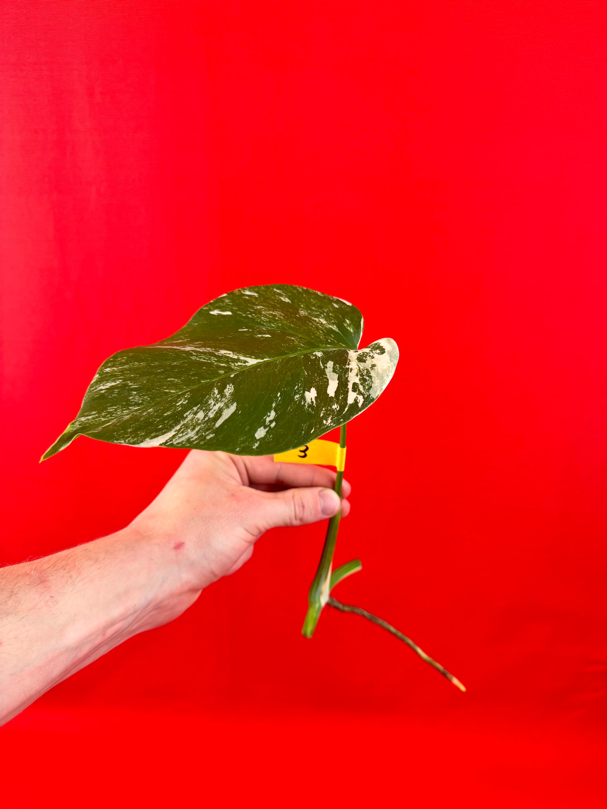Monstera Deliciosa Variegata (cutting) - LUplnts