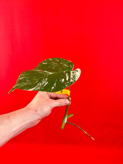 Monstera Deliciosa Variegata (cutting) - LUplnts