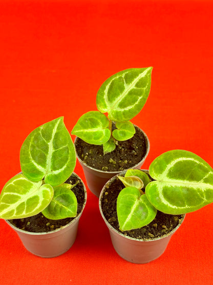 Anthurium Dorayaki (s) - LUplnts