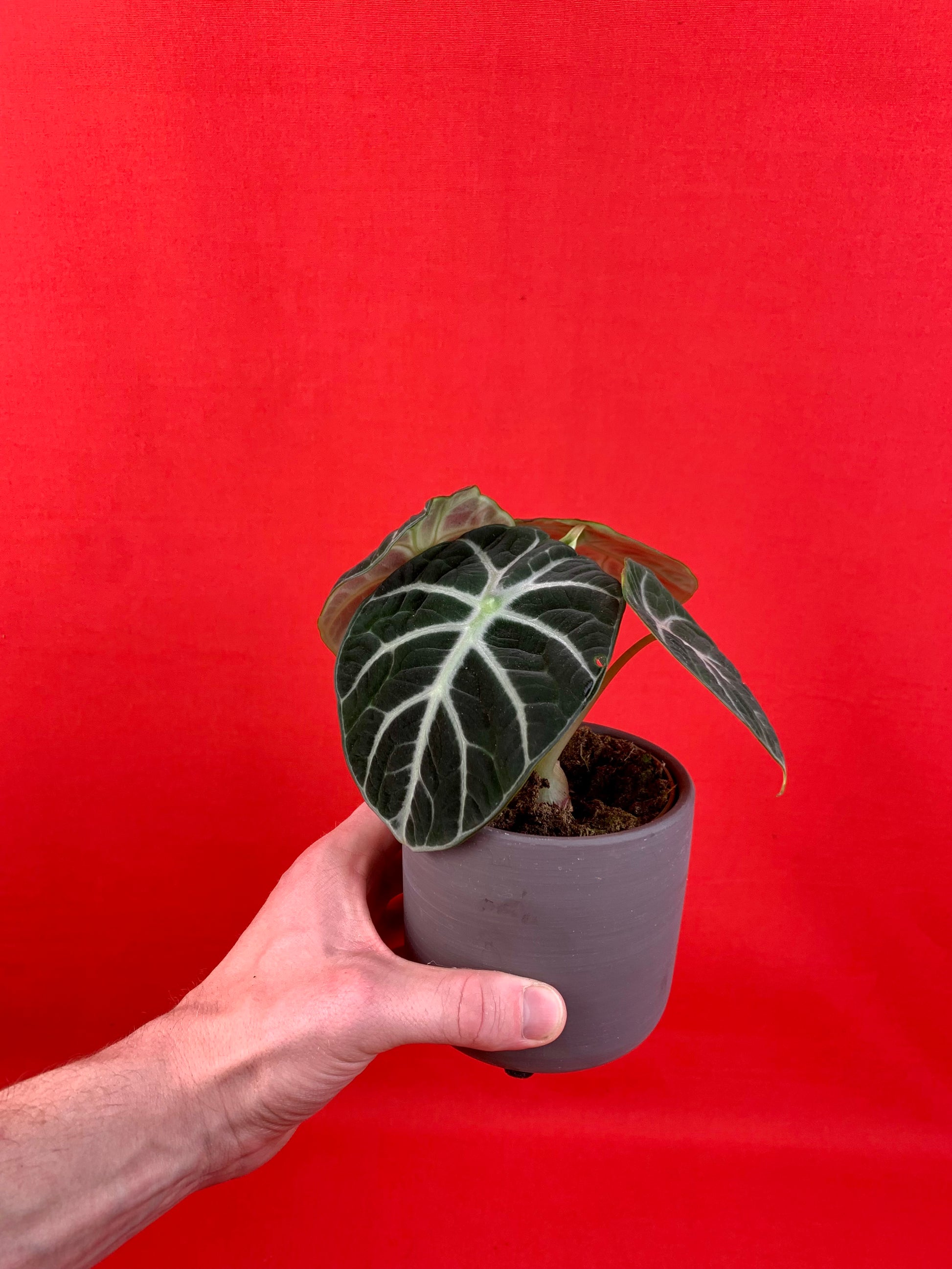 Alocasia Ninja (incl. pot) - LUplnts