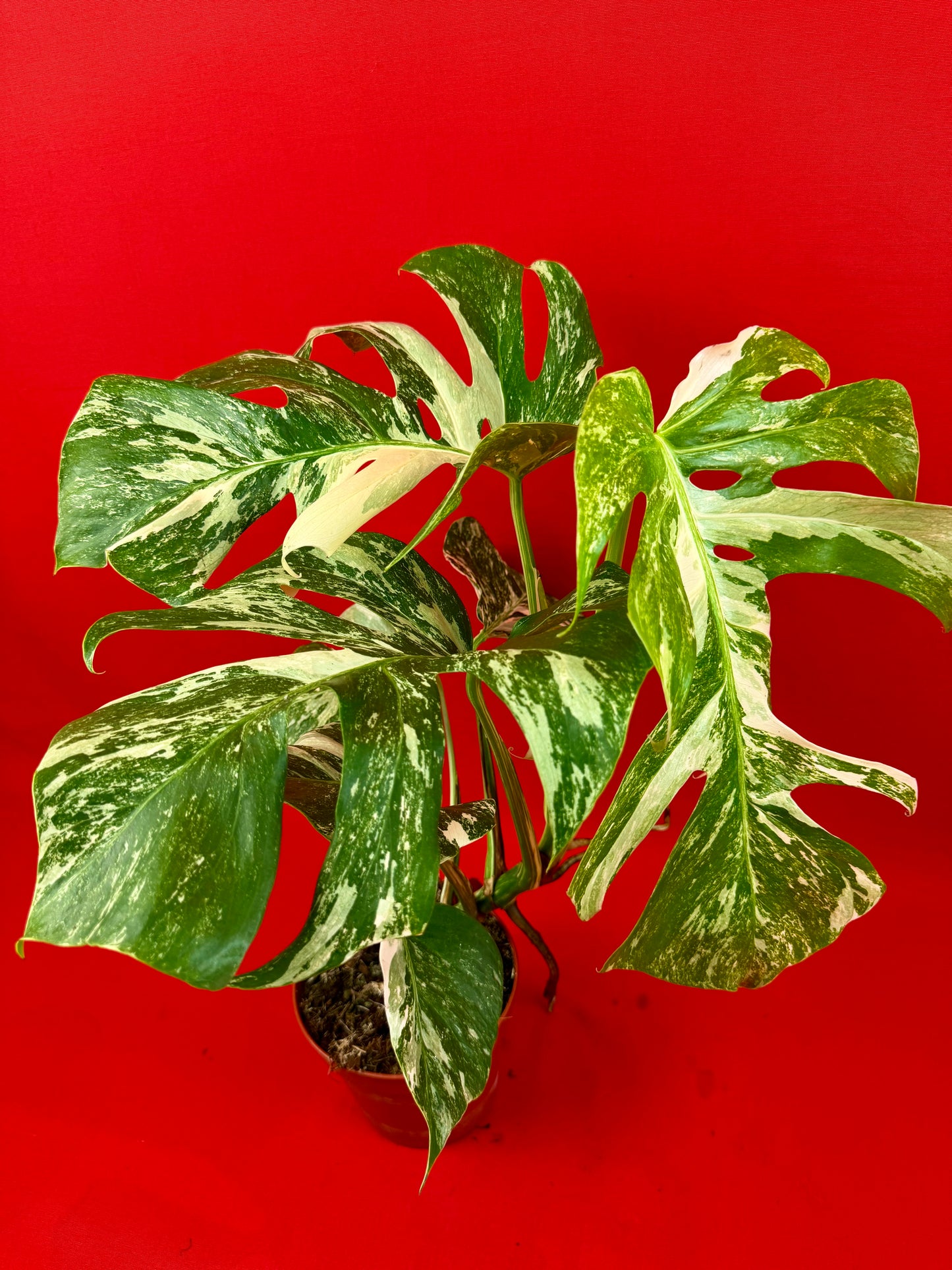 Monstera Deliciosa Variegata (L)