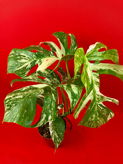 Monstera Deliciosa Variegata (L)