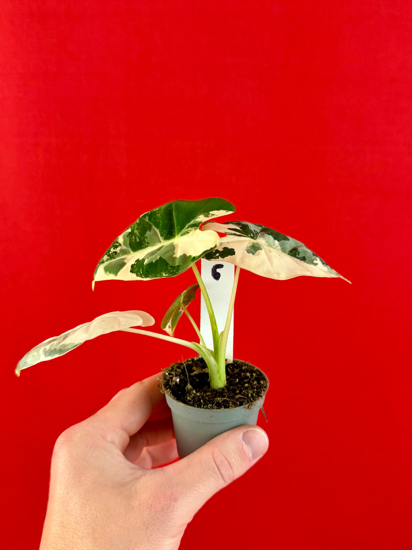 Alocasia micholitziana 'Frydek Variegata' (s)