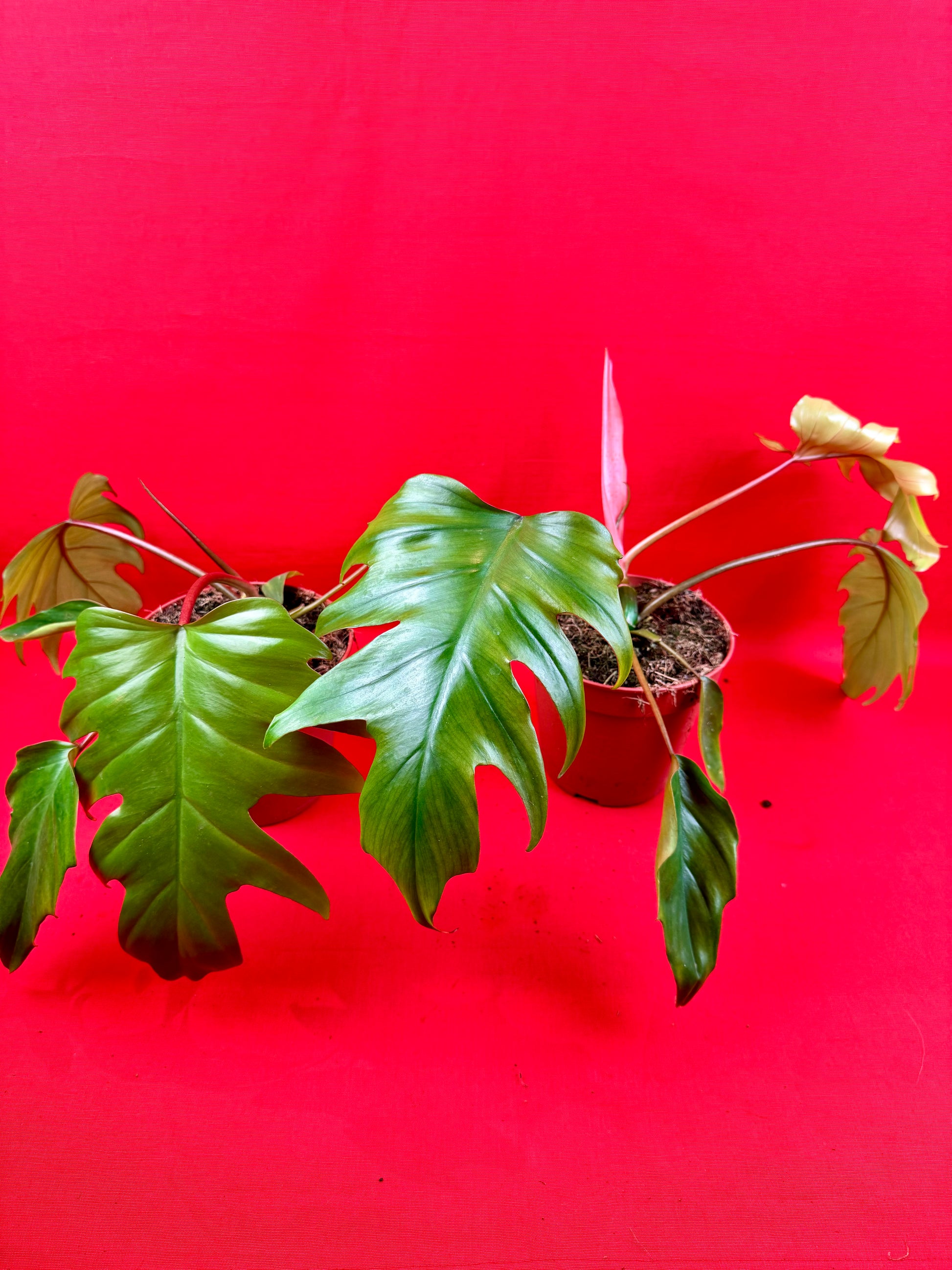 Philodendron Mayoi - LUplnts