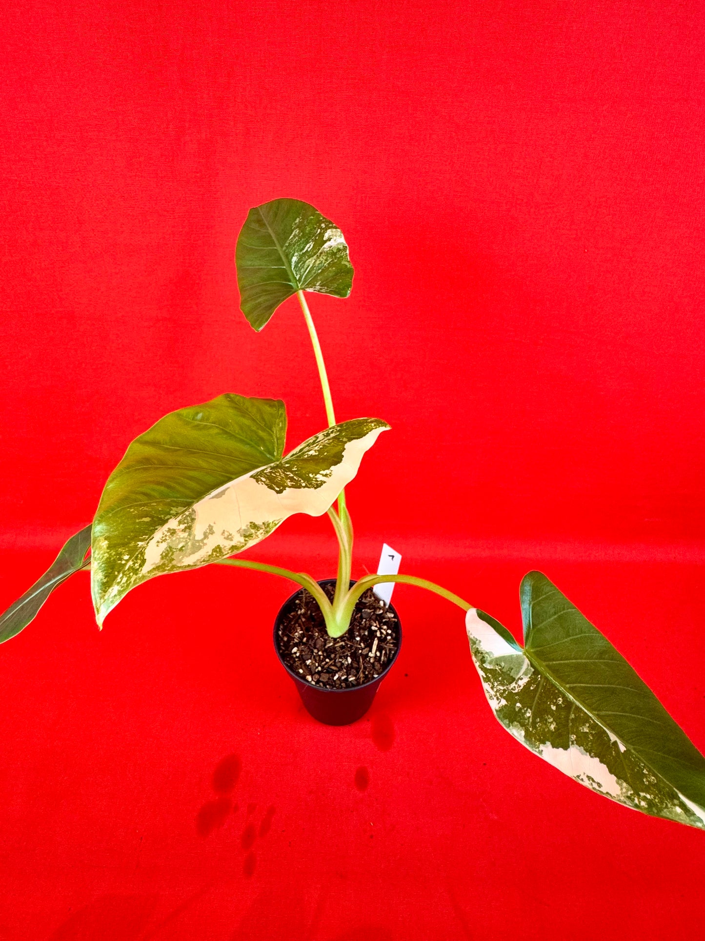 Alocasia Macrorrhiza Variegata