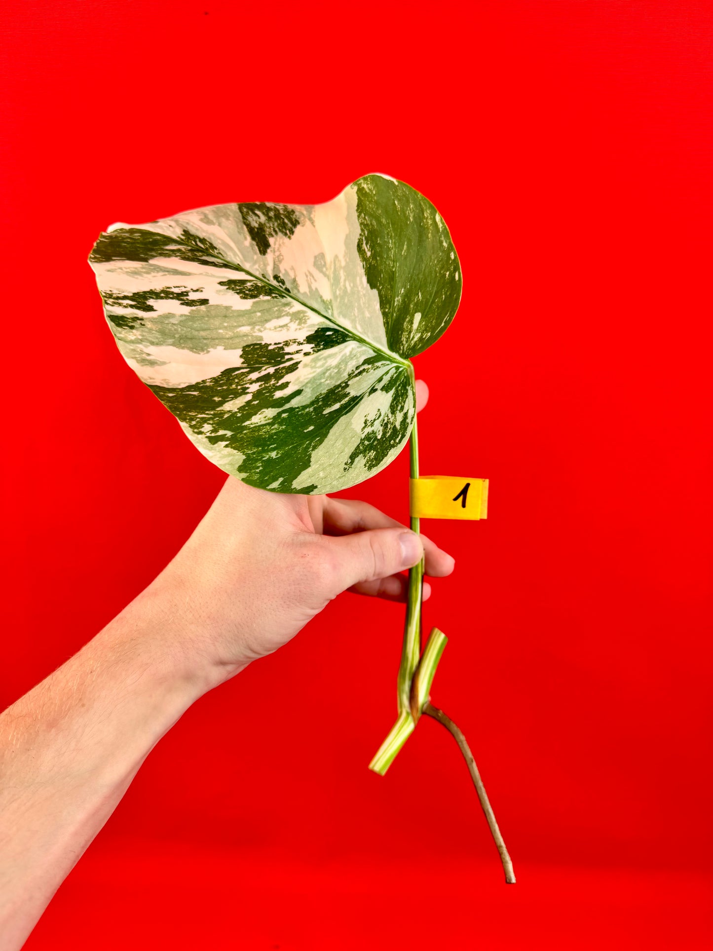 Monstera Deliciosa Variegata (cutting)