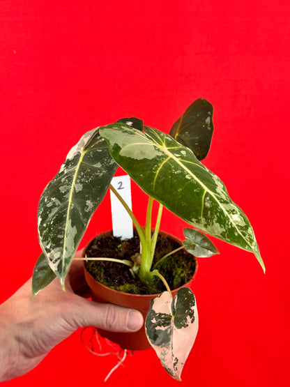 Alocasia micholitziana Frydek Variegata