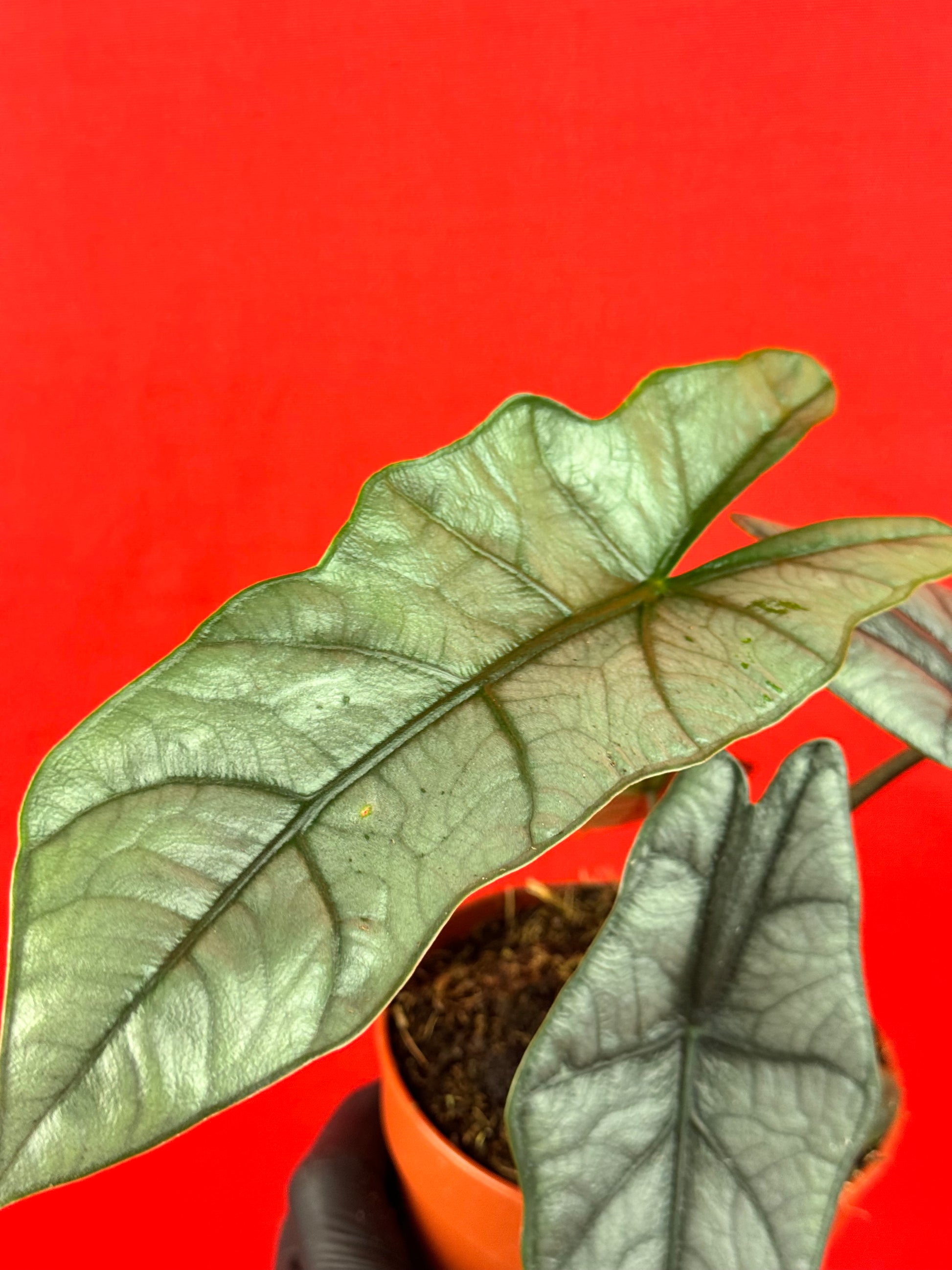 Alocasia heterophylla - LUplnts