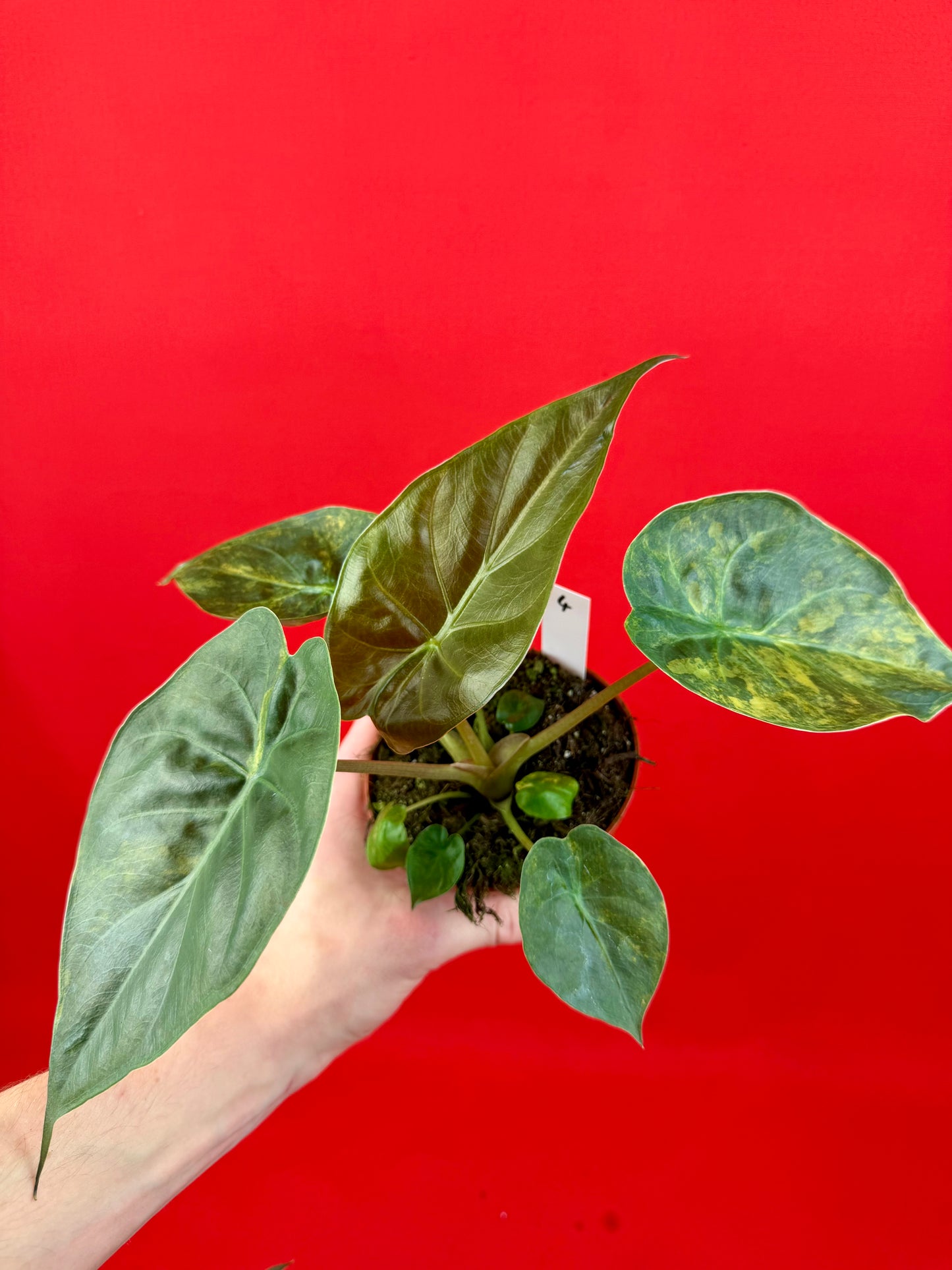 Alocasia wentii ‘Aurea‘