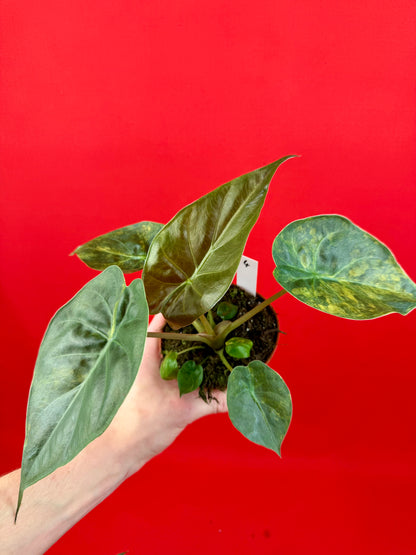 Alocasia wentii ‘Aurea‘
