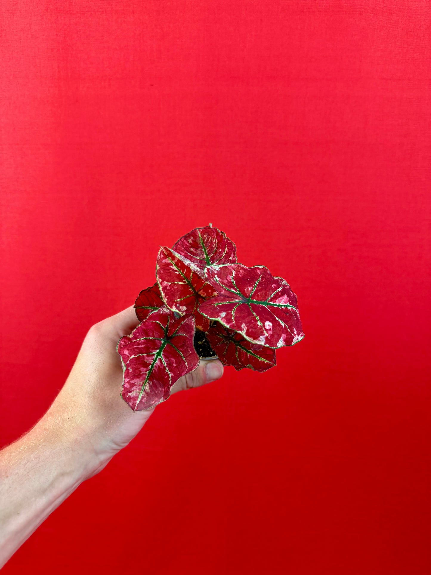 Caladium-Bündel (s)