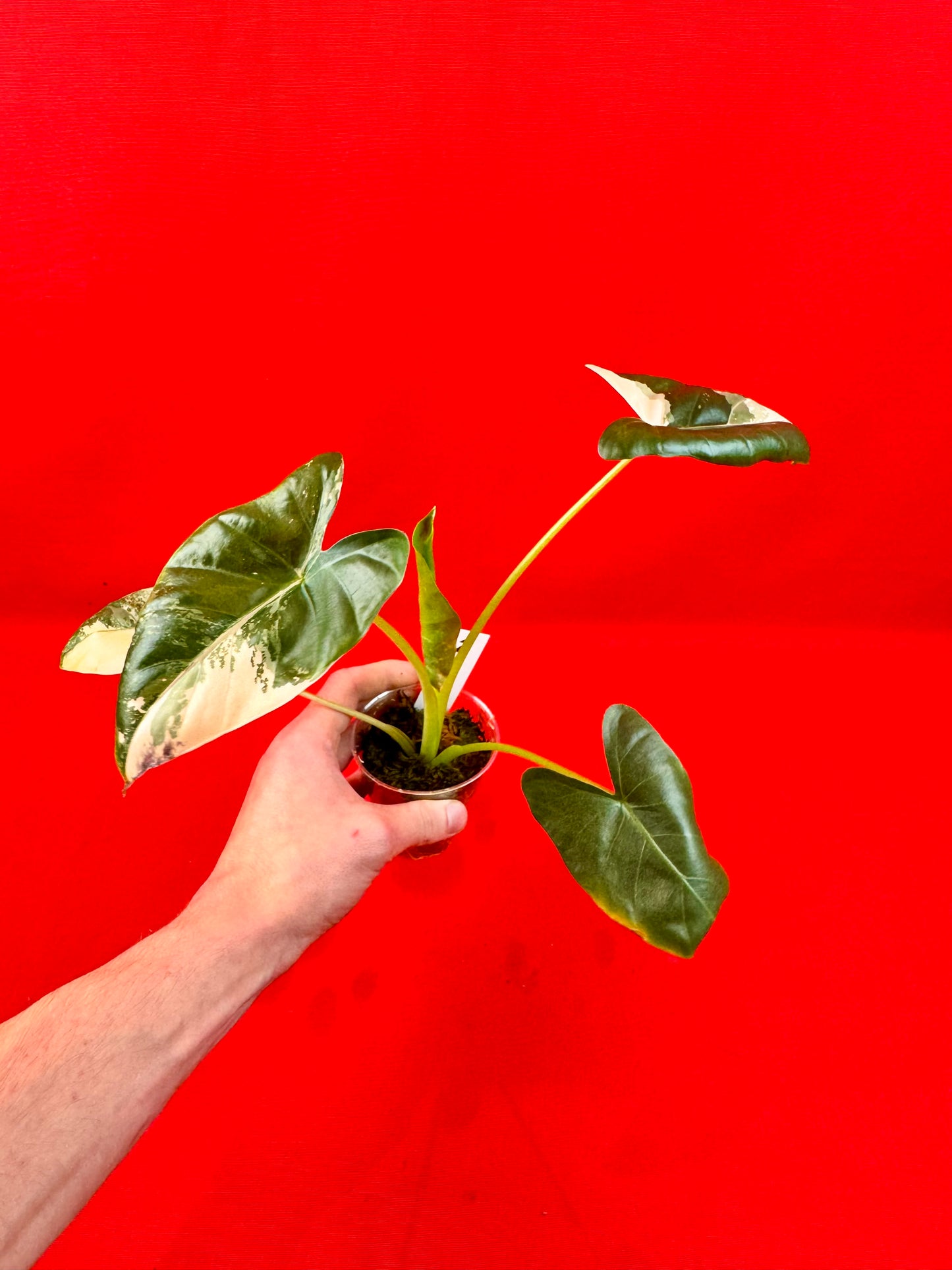 Alocasia Macrorrhiza Variegata