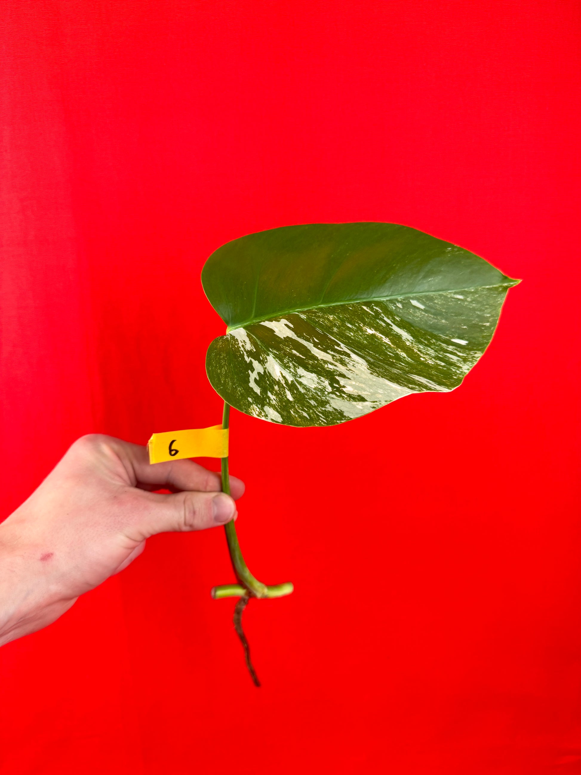 Monstera Deliciosa Variegata (cutting) - LUplnts