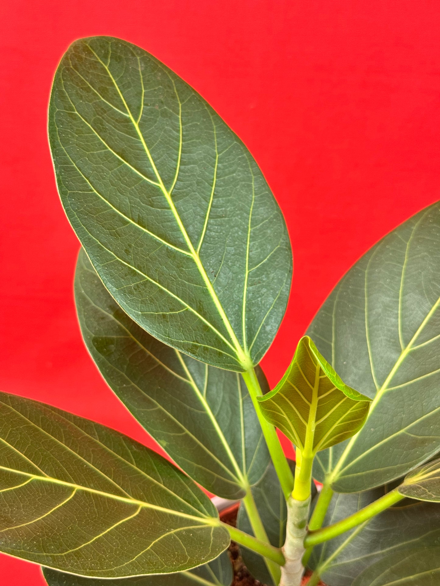 Ficus benghalensis ‚Audrey‘