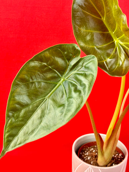 Alocasia wentii