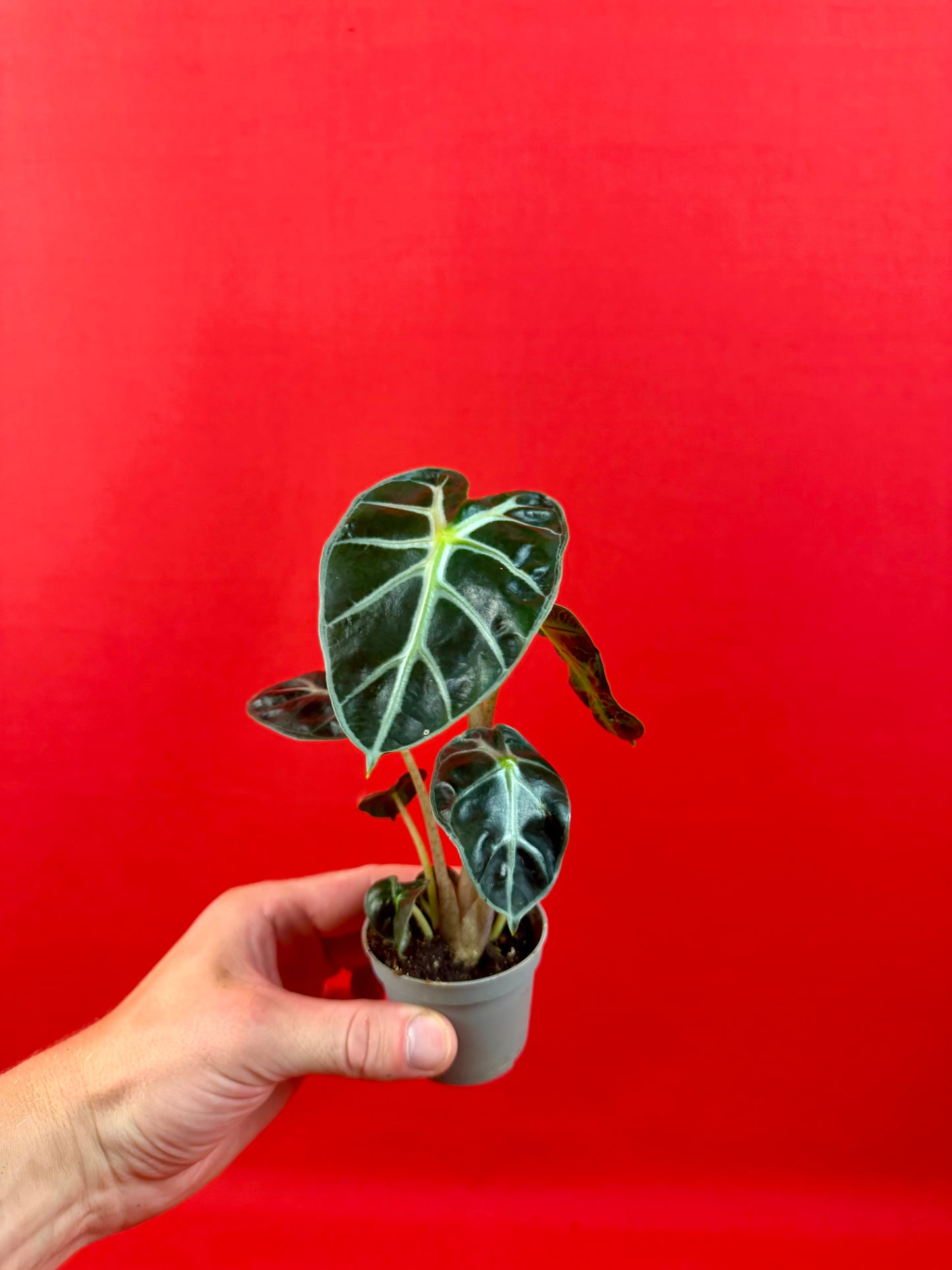 Alocasia 'Balloon Heart' (s)