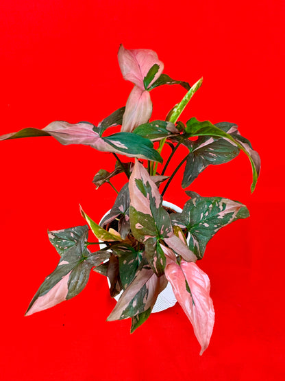 Syngonium Pink Splash / Red Spot