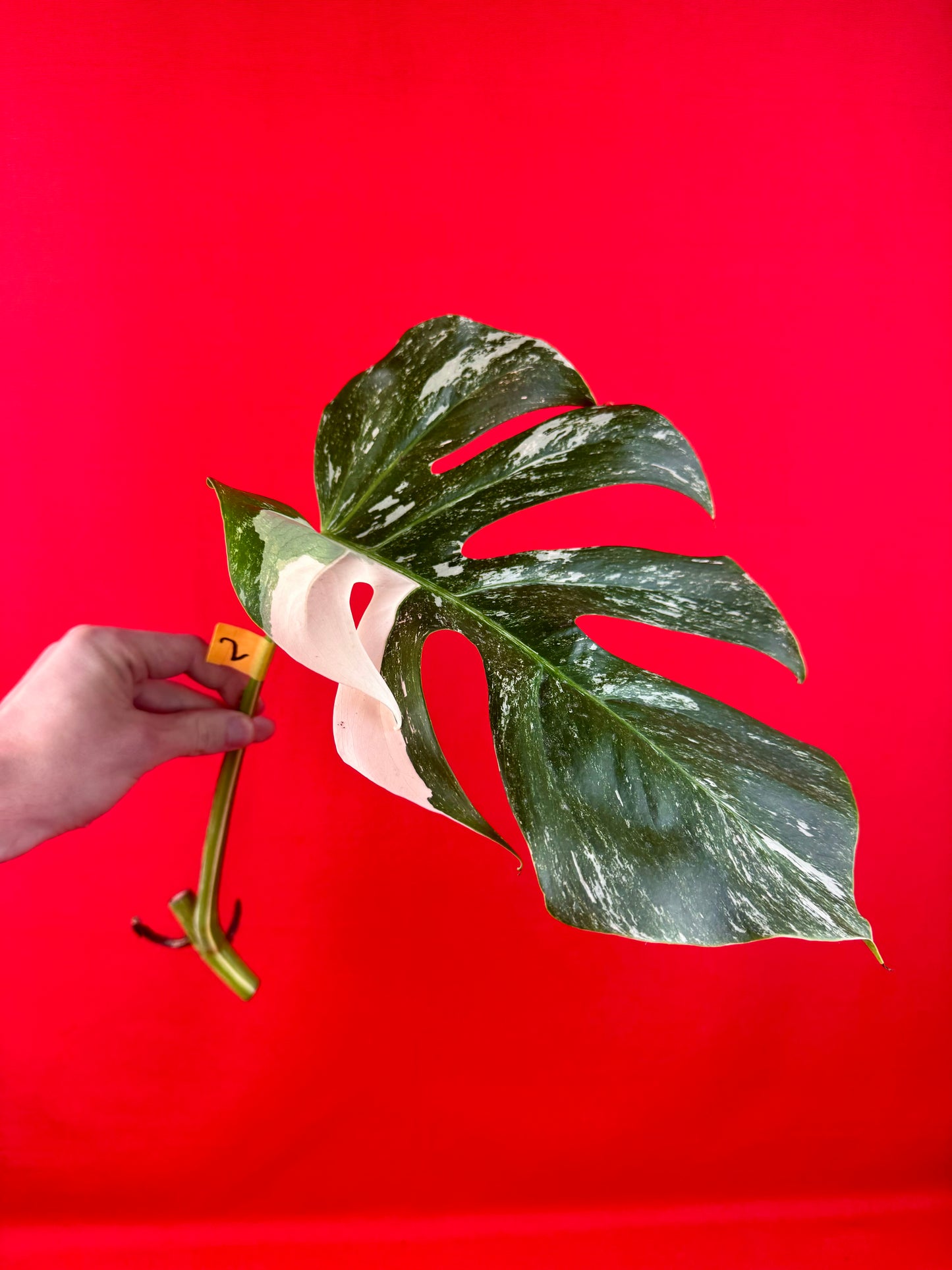 Monstera Deliciosa Variegata (cutting)